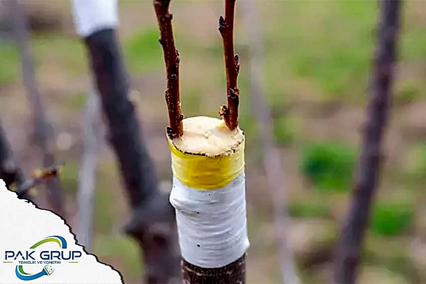 Ağaç Aşılama Çorlu