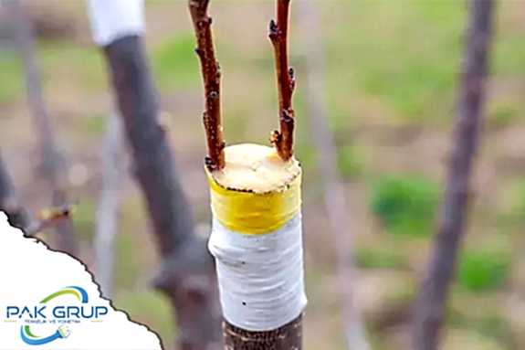 Çorlu Ağaç Aşılama